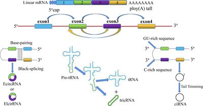 Circular RNA in Schizophrenia and Depression